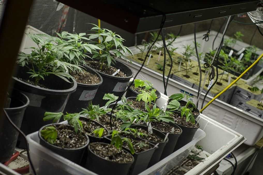 Cannabis. Photo: Brett Levin Photography/Creative Commons.