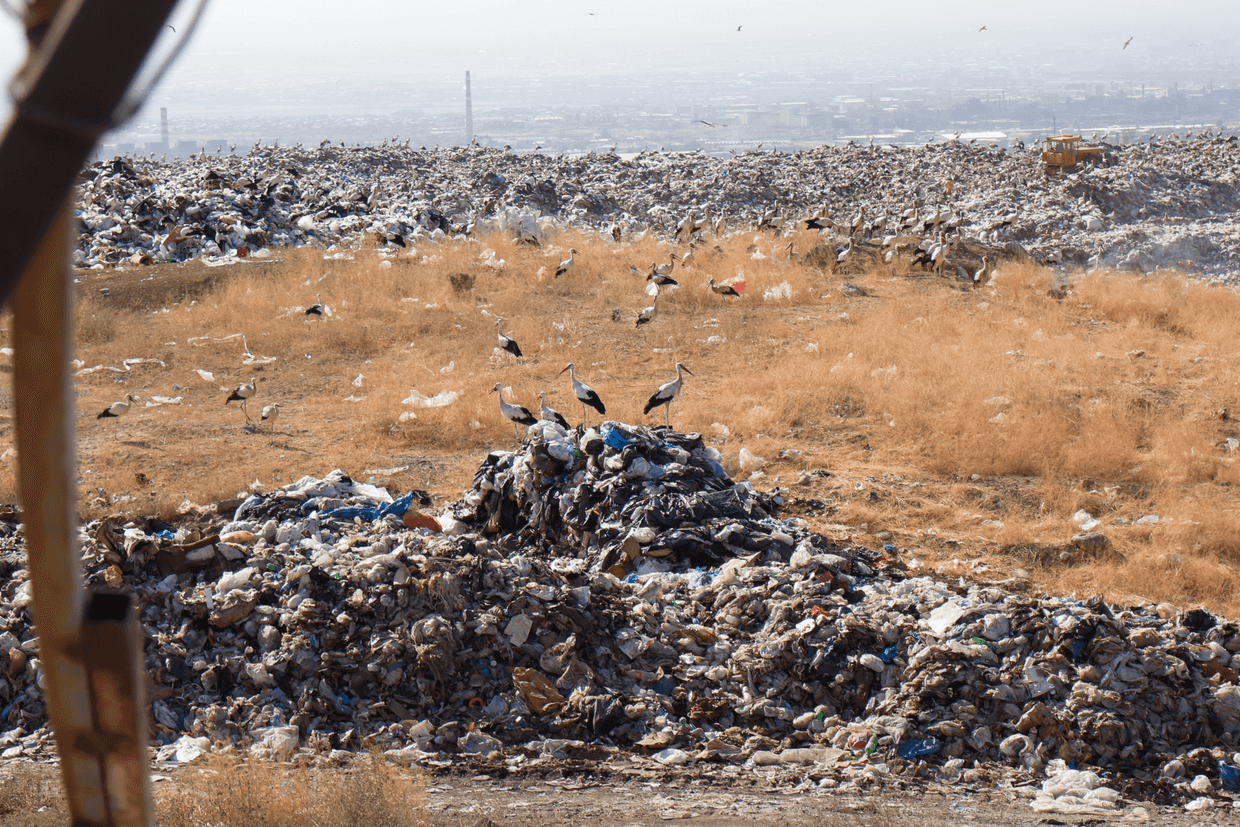 Storks sit on top of mounds of unsorted trash at Armenia's largest landfill in Nubarashen. Photo: Lucy Martirosyan/OC Media.
