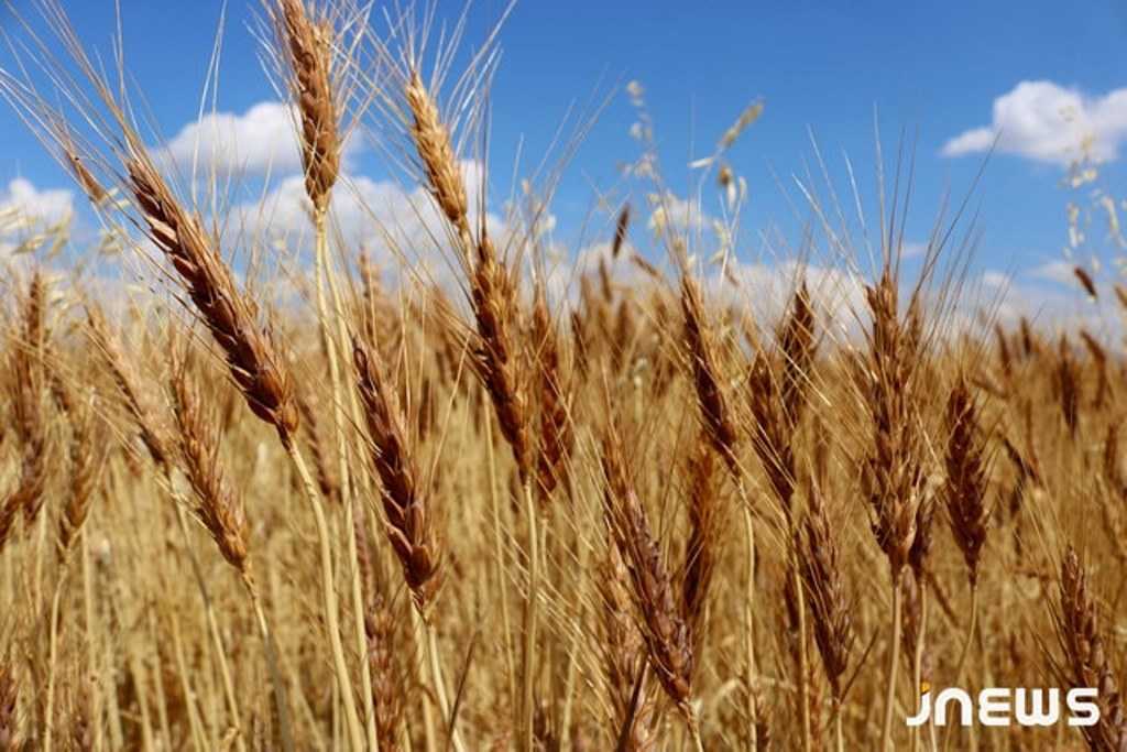 A disappointing harvest in southern Georgia’s Akhalkalaki