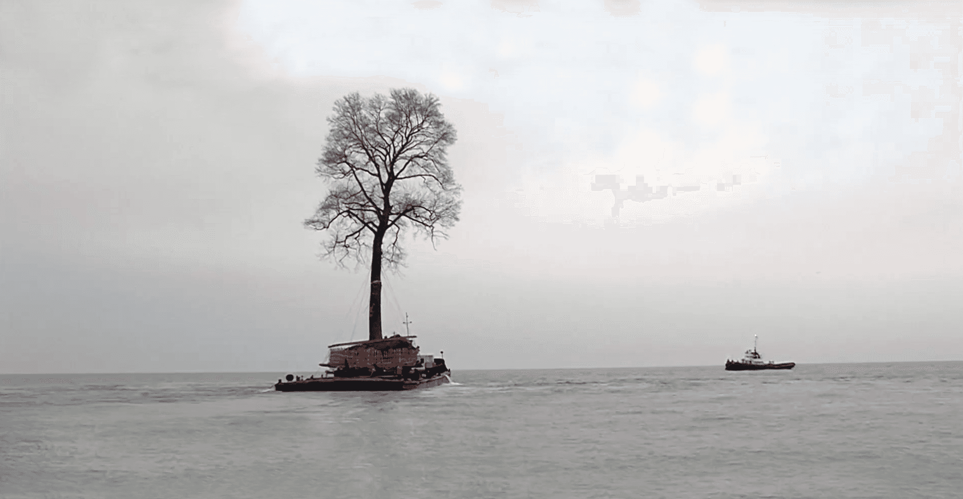 Tulip tree in the Black Sea. Photo via GDS TV.