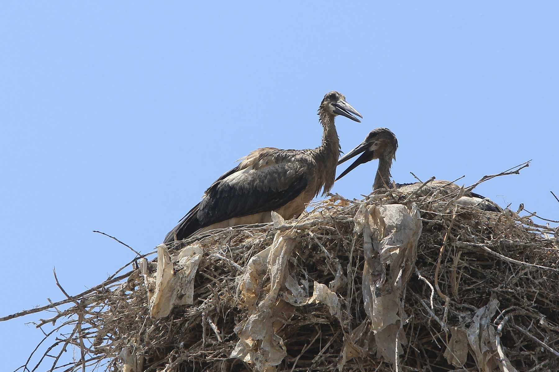 Oil-covered storks in the village of Yeraskhahun, Armavir Province. Photo: Armenian Environmental Front.

