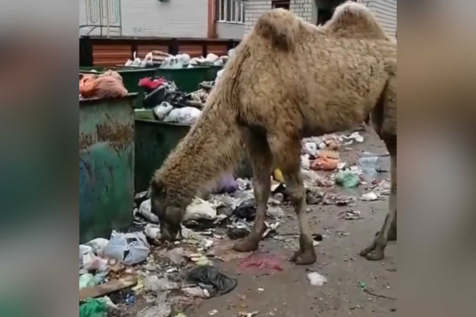 A camel eating rubbish piled up in the streets of Makhachkala. Image via regoperator05/Instagram.