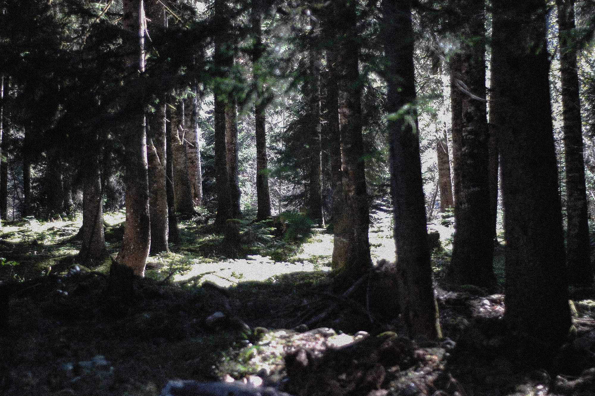 Shovi forest. Photo: Salome Kobalava