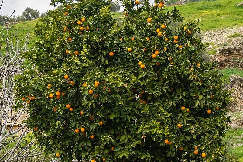 A mandarin tree. For illustrative purposes. Via Wikimedia Commons. 