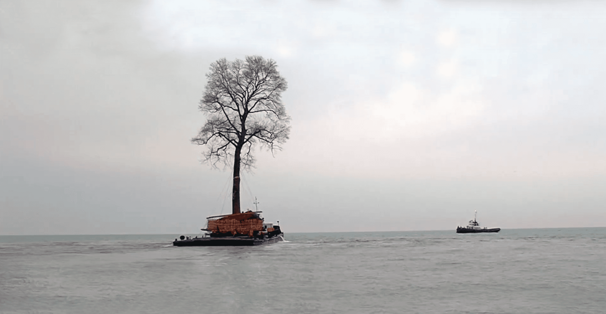 Ivanishvili’s tree collecting hobby