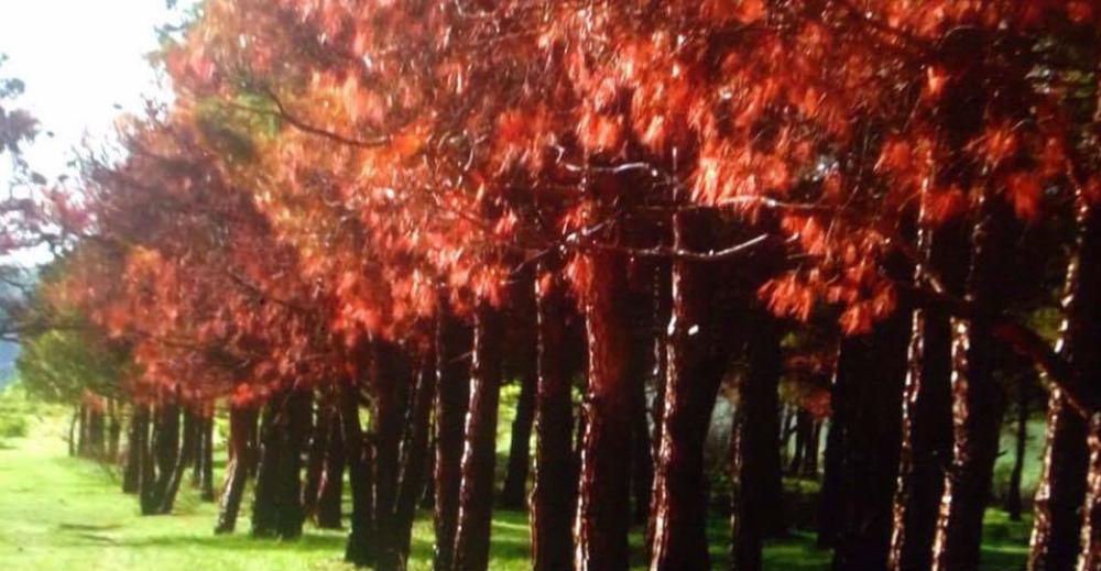 Tbilisi Lisi Lake trees ‘intentionally damaged’