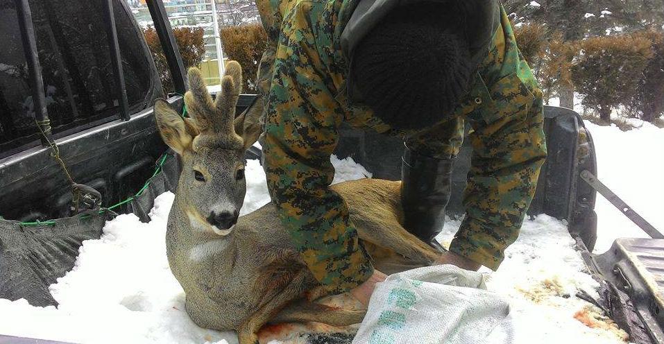 Poacher ‘accidentally’ shoots deer while ‘hunting for birds’