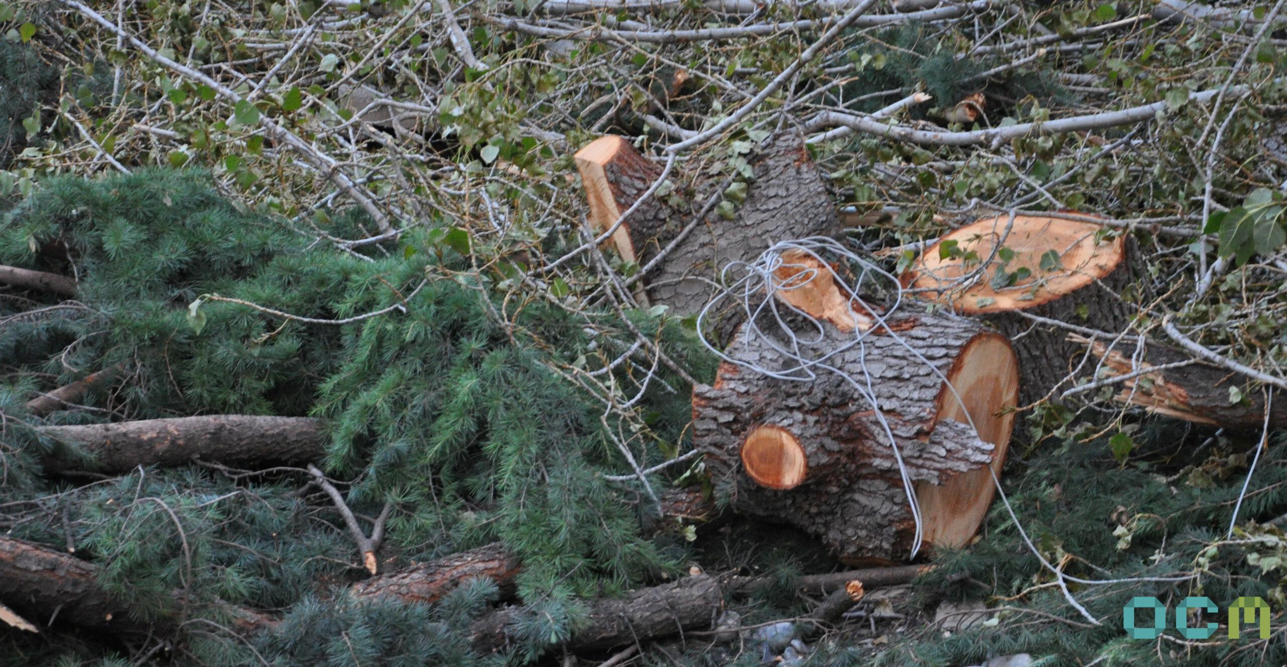 IDFI report on tree removal in Tbilisi raises questions