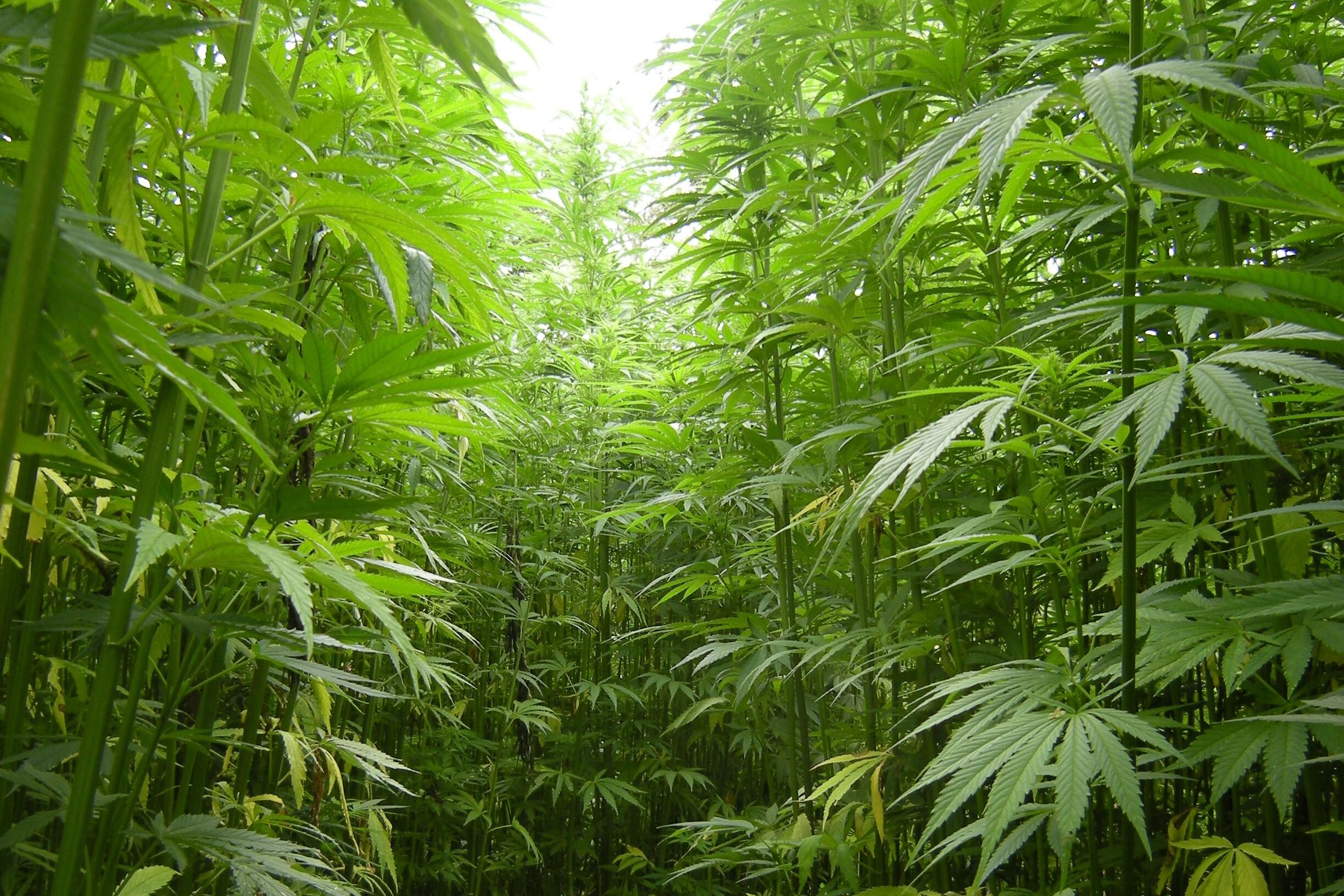 A hemp field in France. Photo via Wikipedia. 