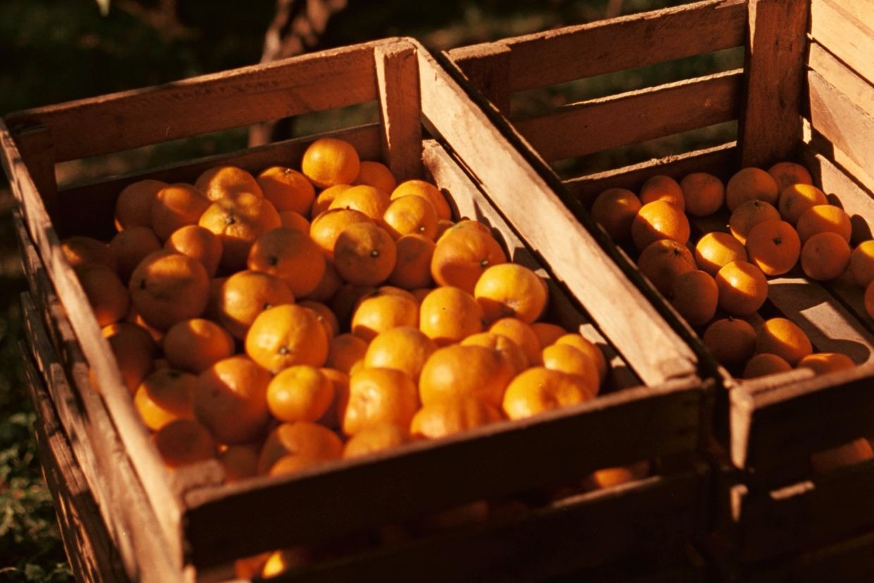 Crates of <em>satsuma</em> mandarins fade in the golden sun of Adjara. Photo: Lilly O'Toole/OC Media.