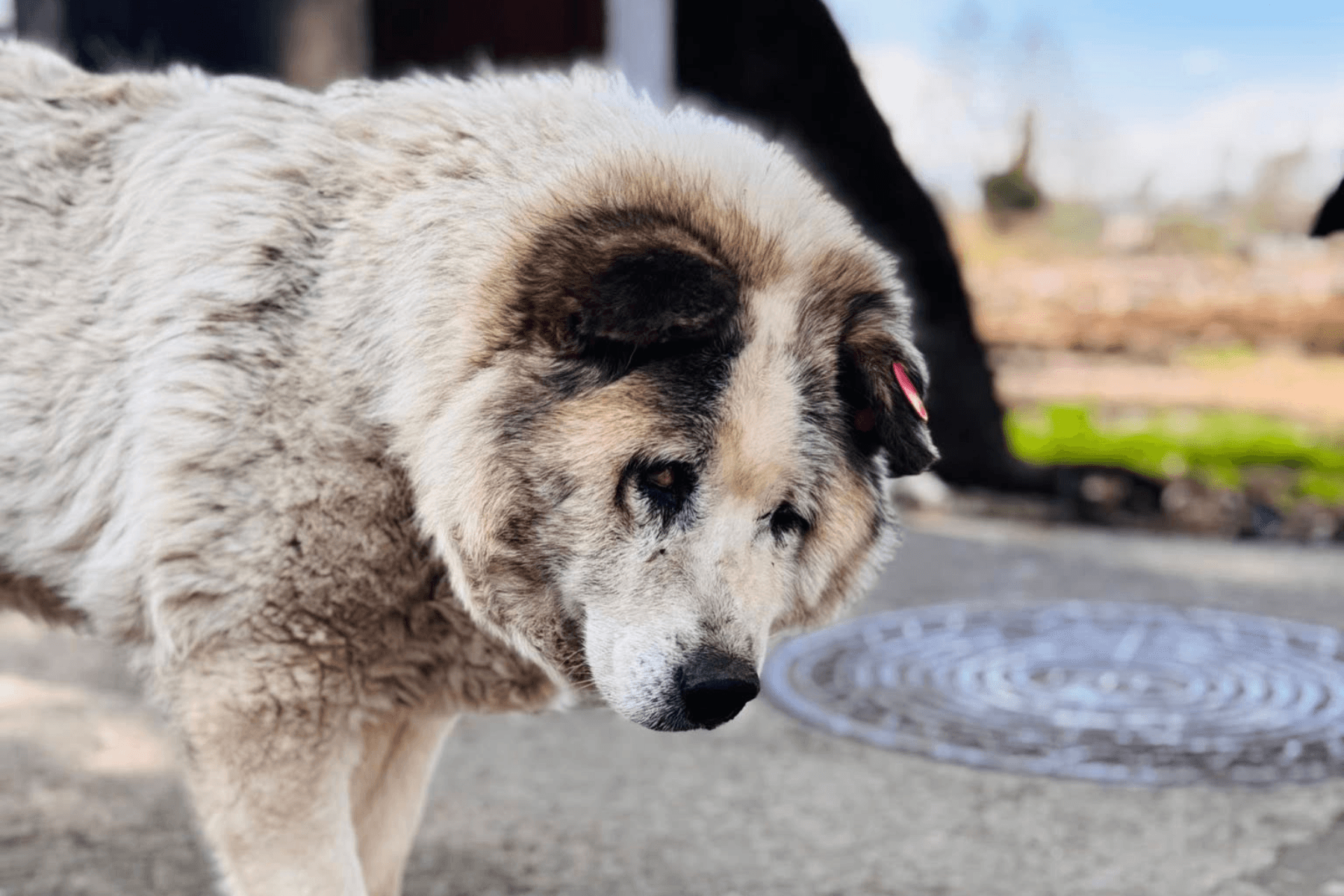 Bata, a blind and deaf stray dog from Zugdidi. Photo via Salome Partsvania/Facebook.