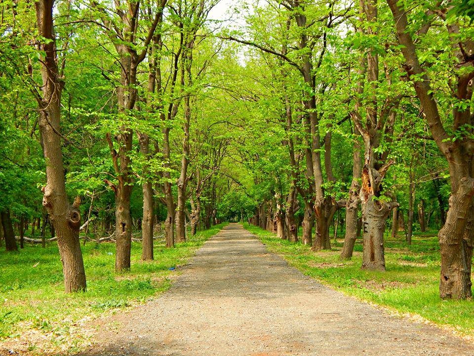 Mass tree felling near Tbilisi for motorway construction