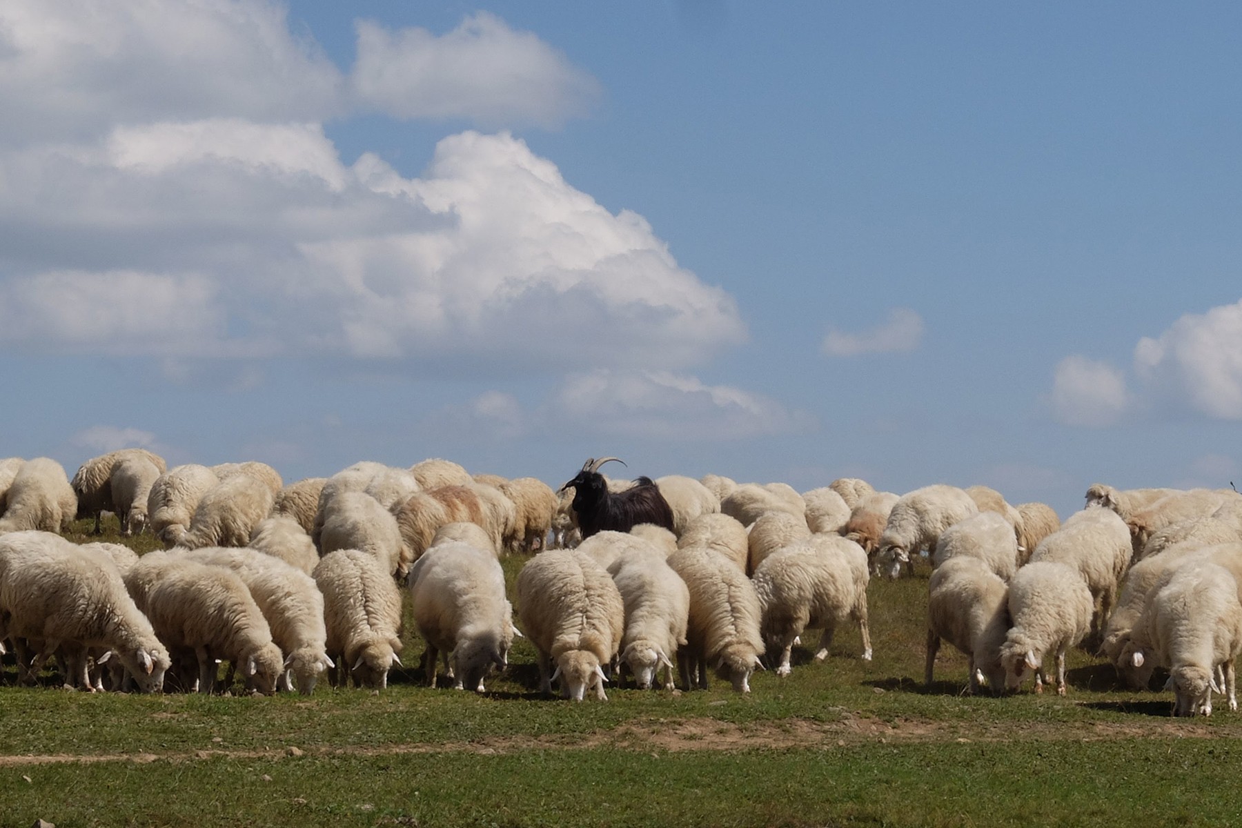 Georgian shepherd shot and wounded by Azerbaijani border guards 