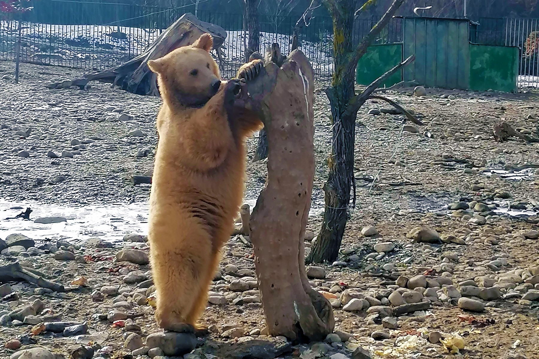 A bear cub plays with a tree in the Zoological Centre for Bears near Tbilisi. Photo: Tata Shoshiashvili/OC Media.