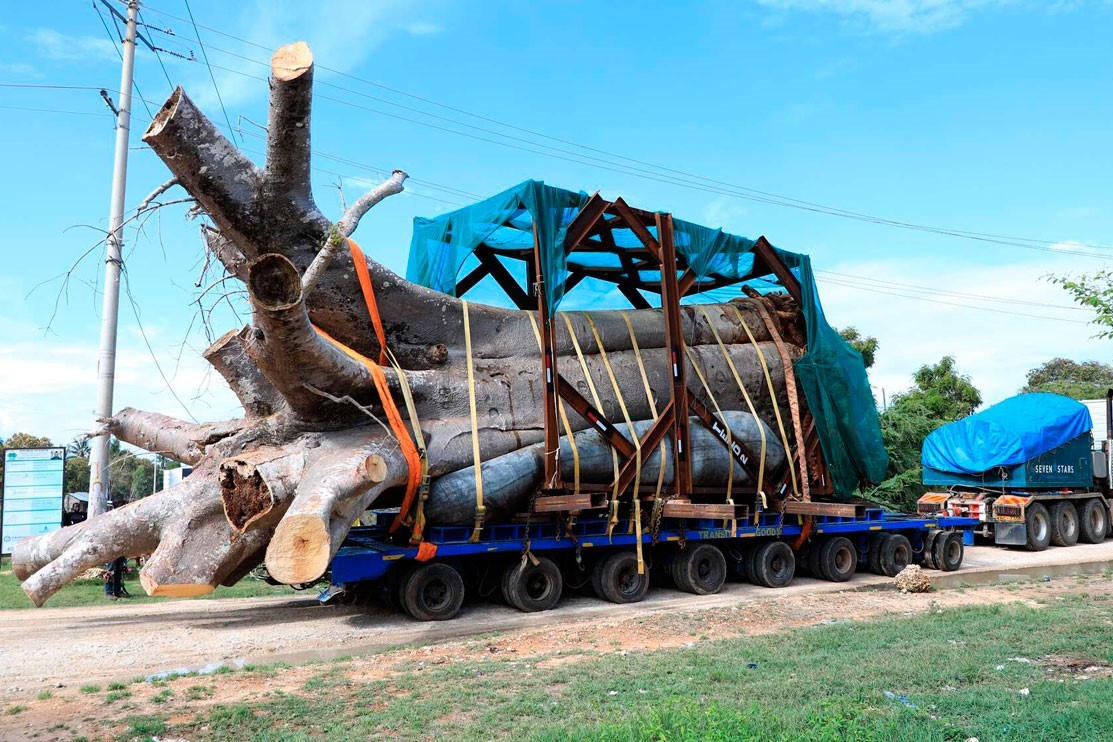 A photo reportedly taken on 20 November showing an uprooted baobab tree ready for export to Georgia Photo: Kebin Odit via Nairobi News.