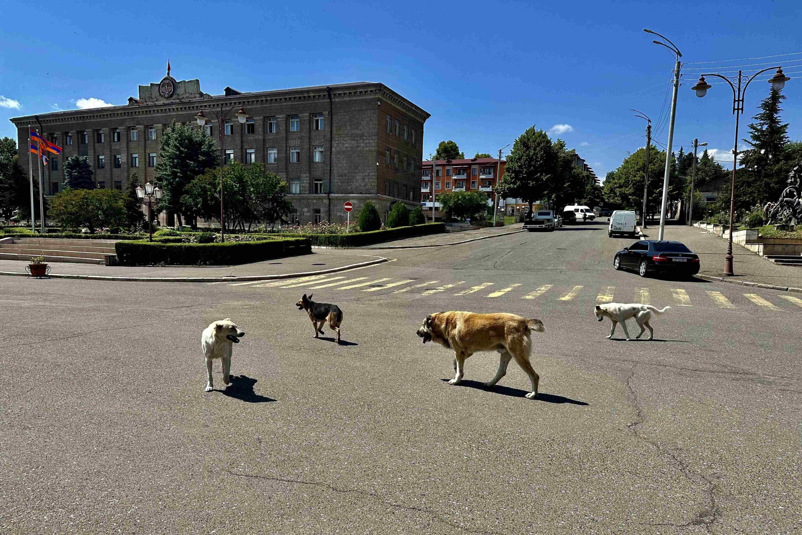 Due to a lack of food for both people and animals, many people have let their pets out into the streets, which are empty due to fuel shortages. Photo: Marut Vanyan/OC Media 