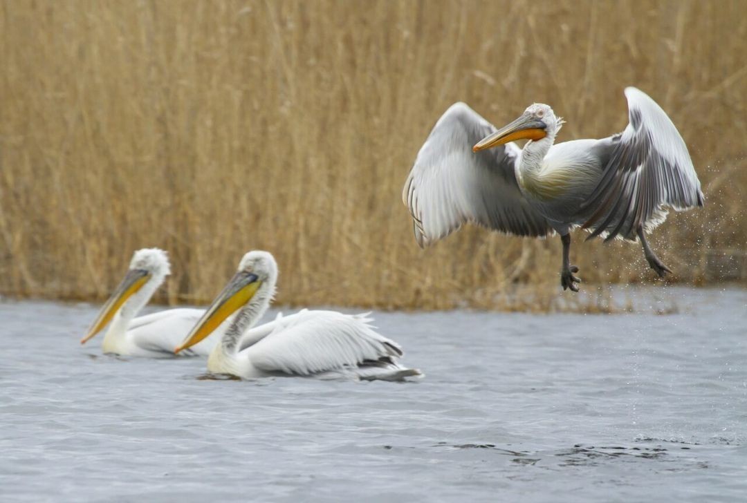 Pelicans in Daghestan. Photo: social media.
