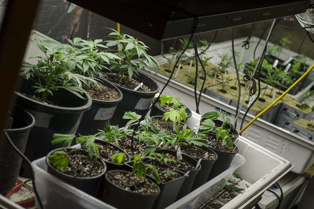 Cannabis. Photo: Brett Levin Photography/Creative Commons.