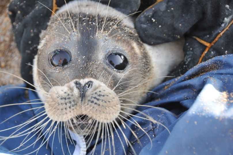 Caspian seal. Photo: Chistye morya foundation.