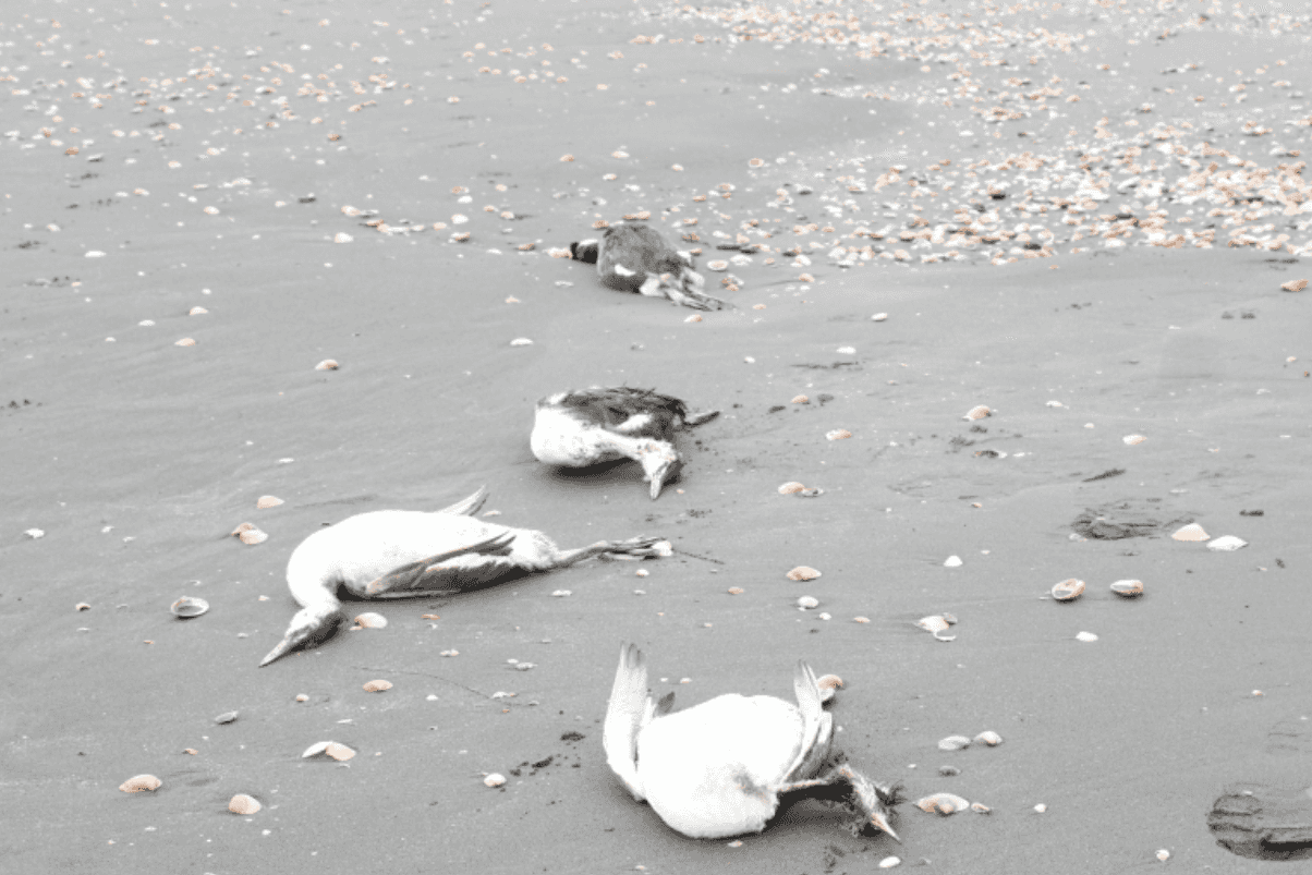A large number of grebe carcasses have been found on the shores of the Caspian Sea. Photo: Azertac.