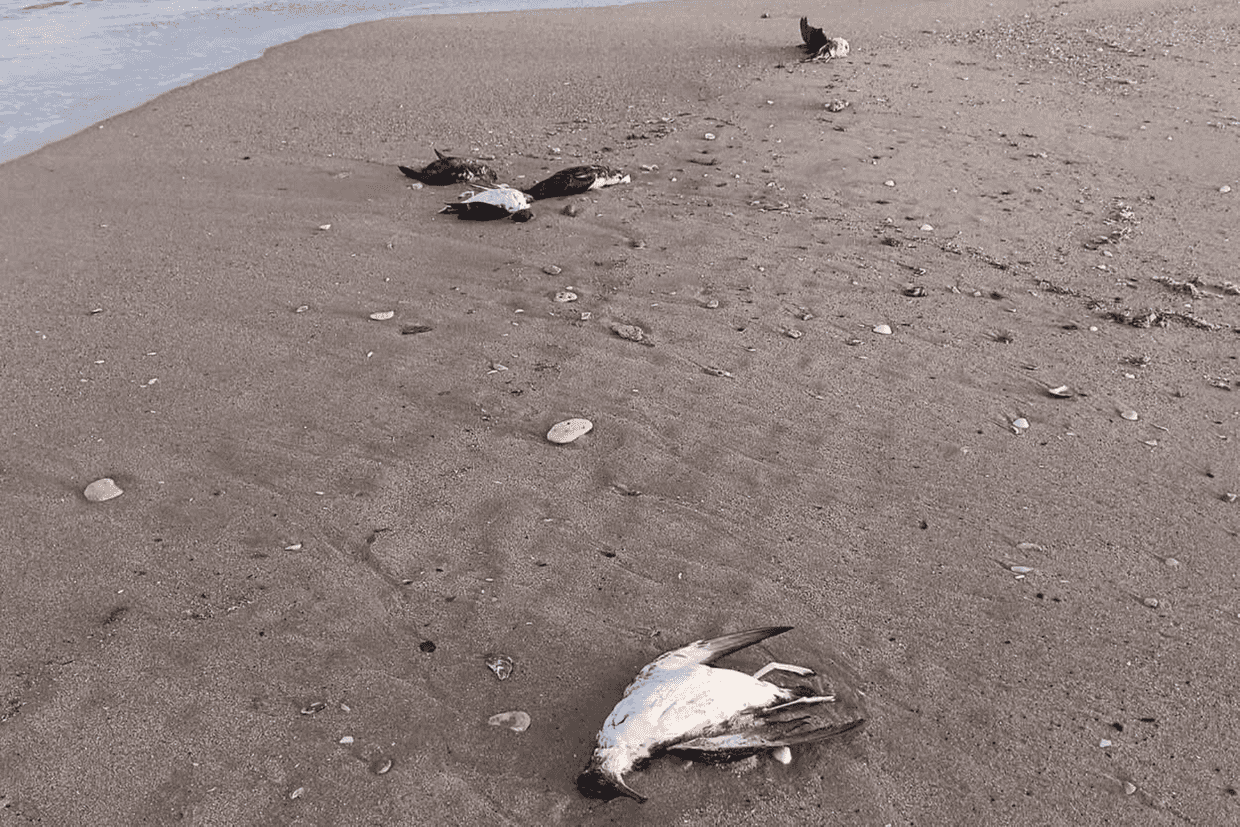 A large number of bird carcasses have been found on Azerbaijan's Caspian Sea coast. Photo via Ecofront.