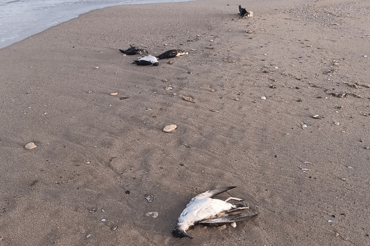 A large number of bird carcasses have been found on Azerbaijan's Caspian Sea coast. Photo via Ecofront.