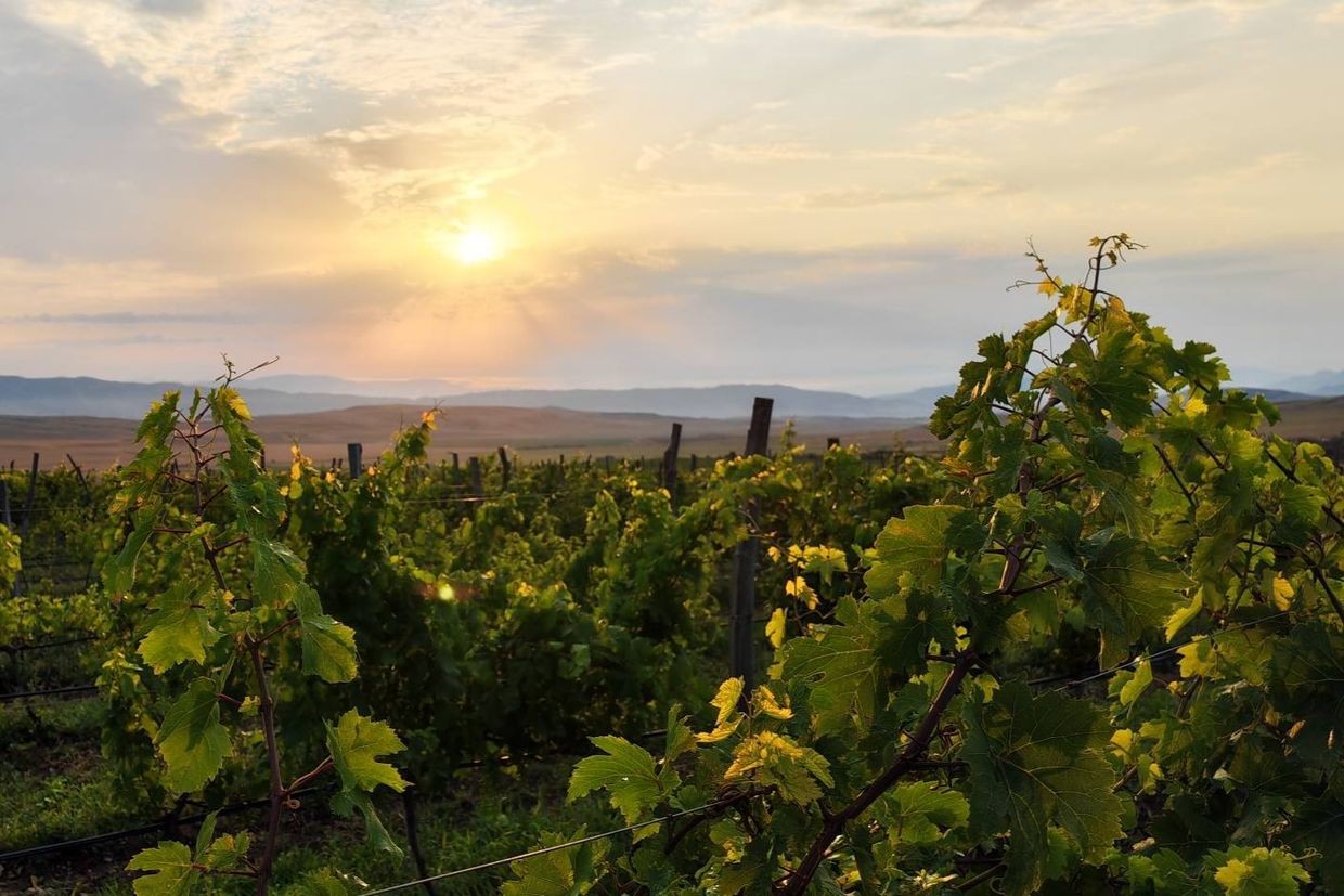 A vineyard in Georgia's Kakheti region. Photo via Andro Barnovi.