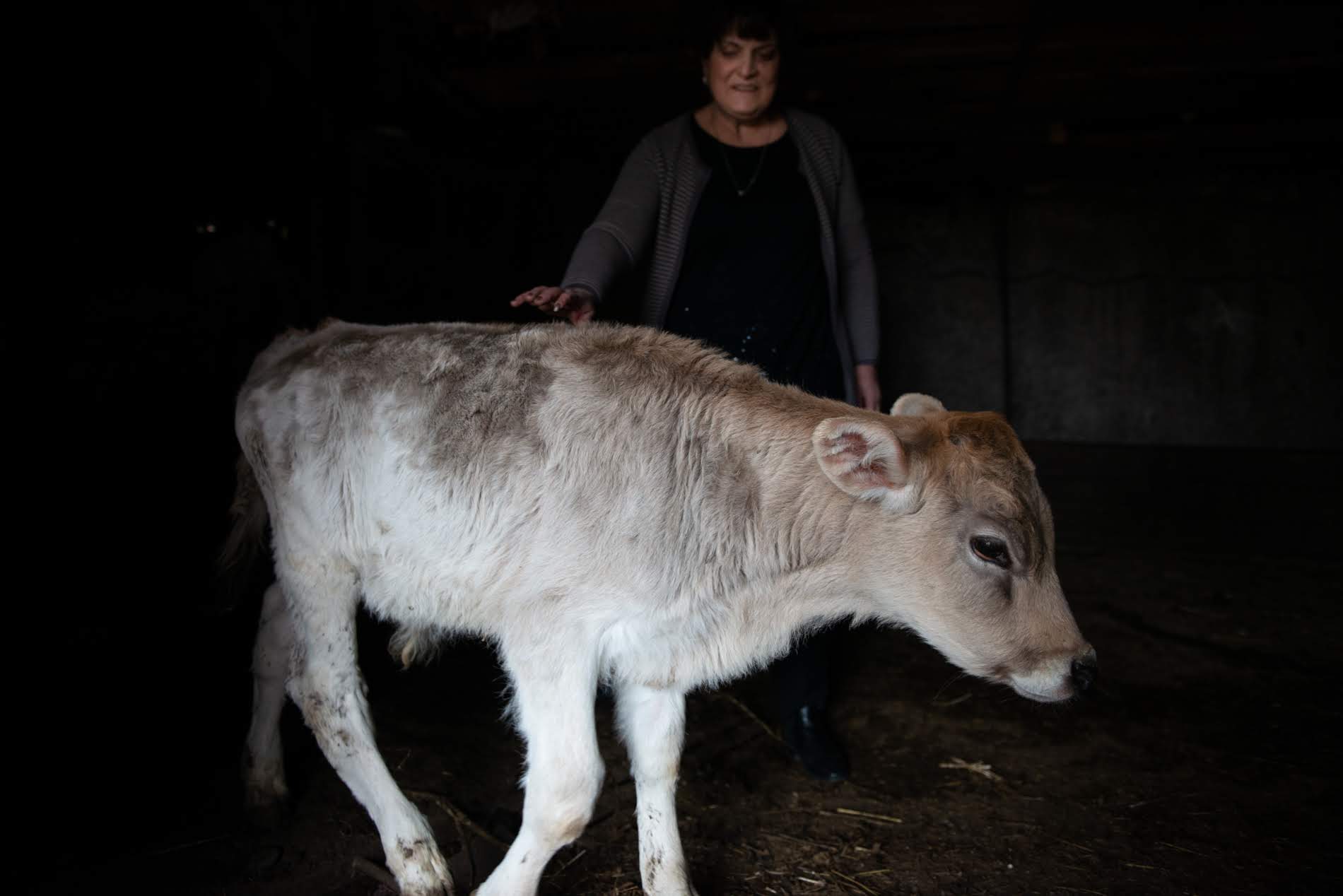 Nunu Katsiashvili's family purchased nearly 100 cattle in 2011. But as grazing land dried up in the growing summer heat, their venture began to fail. Now they only have 13 cattle left.

Photo: Tamuna Chkareuli/OC Media.