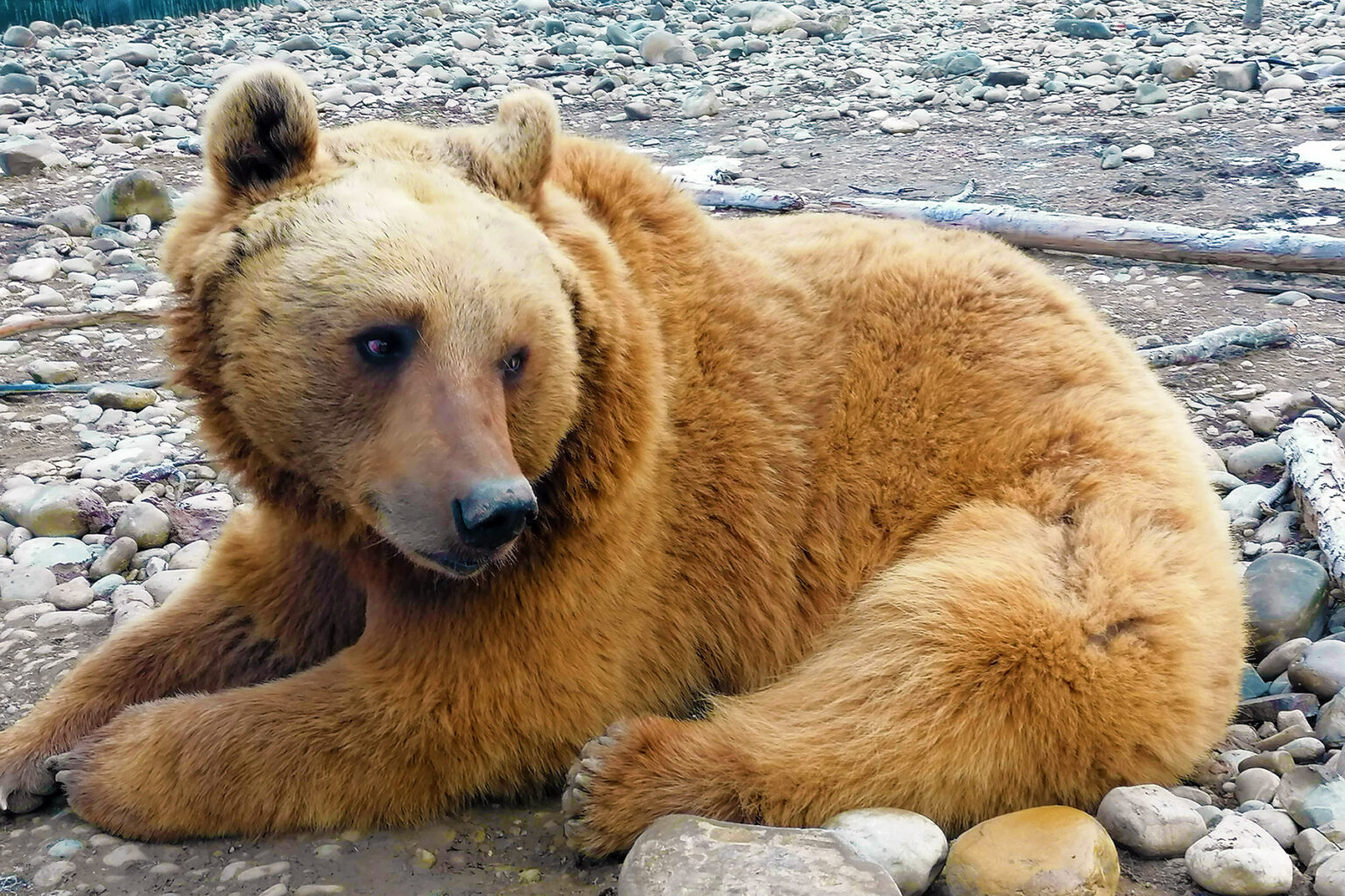 the-shelter-saving-bears-from-exploitation-in-georgia