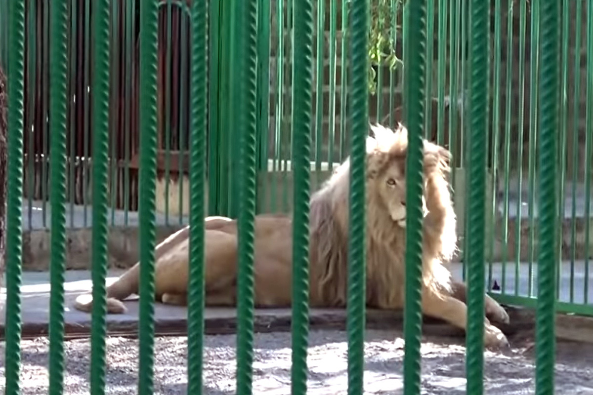 На территории дома находятся два льва в клетке.